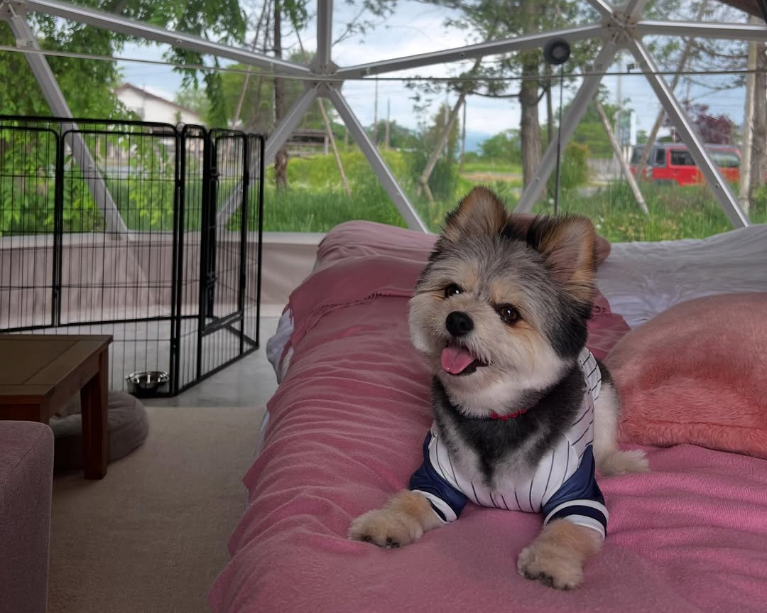 愛犬と一緒にグランピング