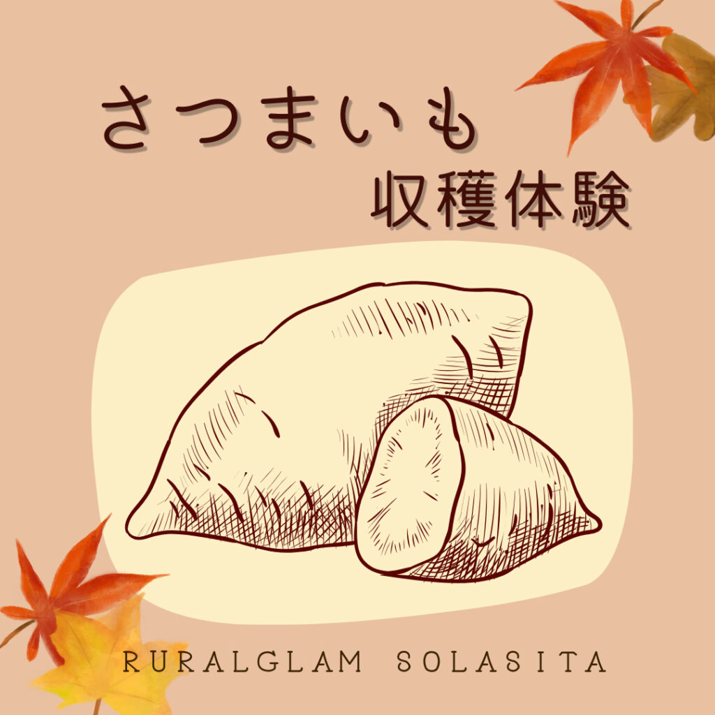 さつまいも収穫体験