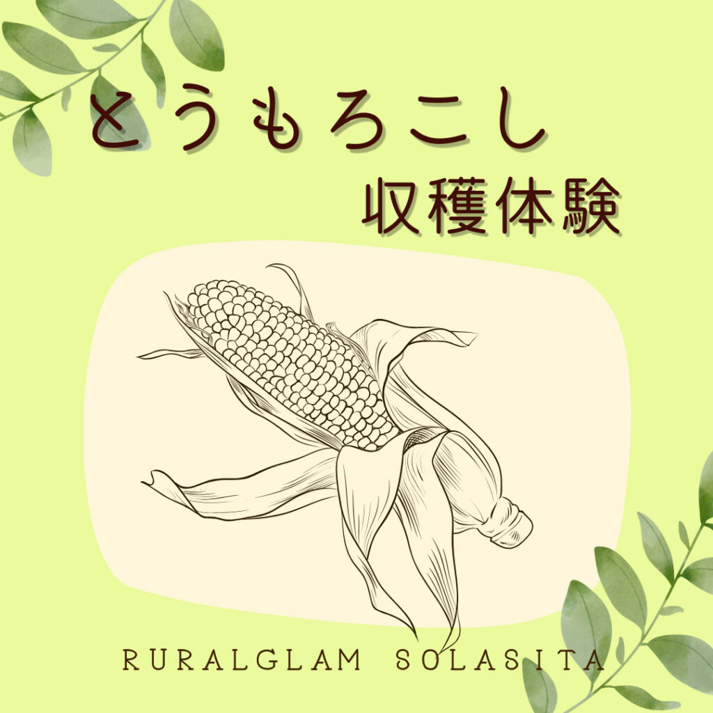 とうもろこし収穫体験