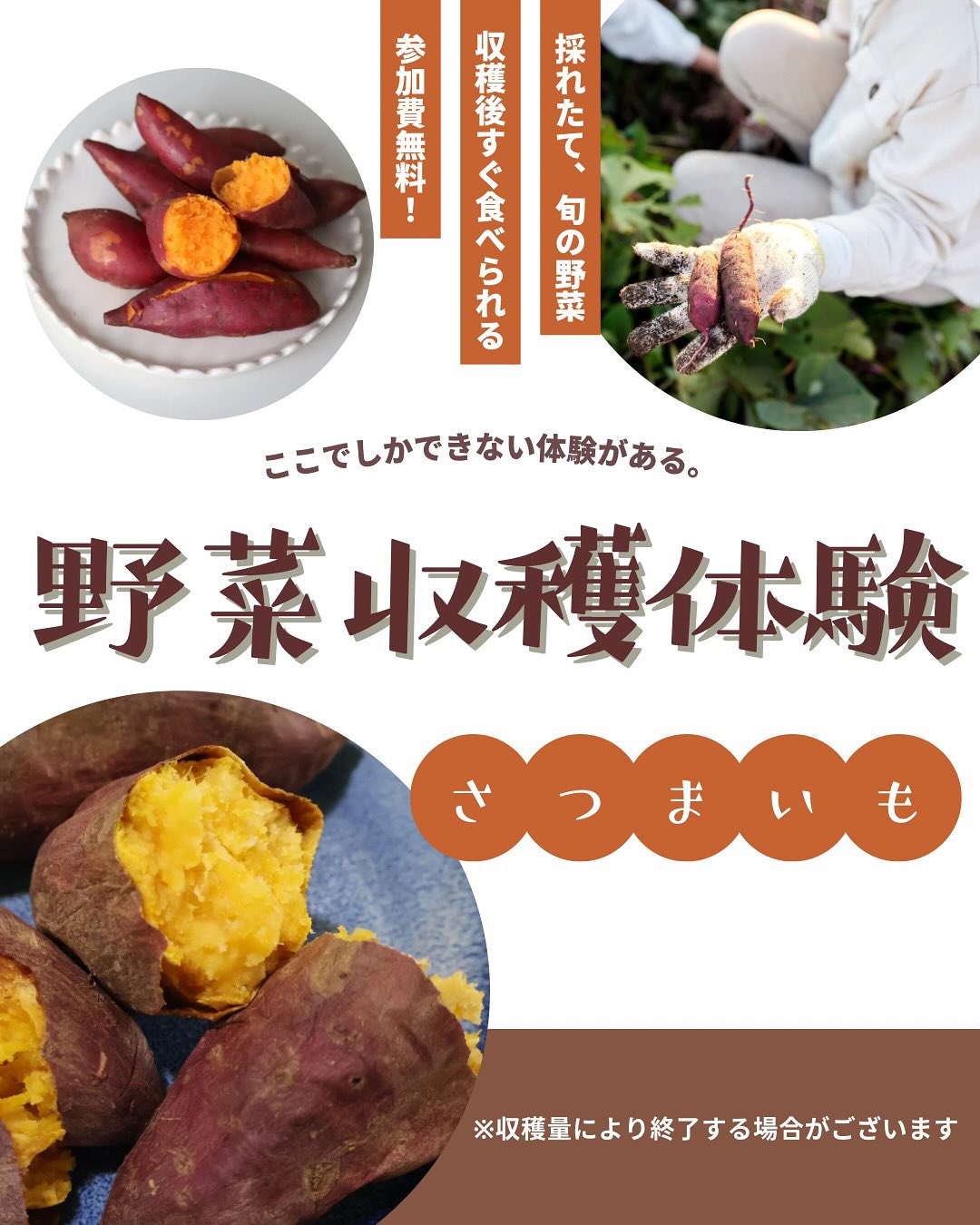 .ルーラグランソラシタです秋の野菜「さつまいも」の野菜収穫体験を始まりました！<br />
※収穫量により告知せずに終了する場合がございます#ruralglamsolasita #ルーラグランソラシタ #グランピングキャンプ #山形グランピング #米沢グランピング #東北グランピング #グランピングbbq #グランピング施設 #ペット宿泊可 #グランピングおすすめ #ファミリーグランピング #ドームテント #日帰りキャンプ #日帰りbbq #キャンプ体験 #米沢牛 #オールインクルーシブ #思い出 #山形県 #米沢市 #高畠町 #山形旅行 #米沢旅行 #子連れ旅行 #愛犬と旅行 #田園風景 #さつまいも料理 #さつまいも収穫 #サツマイモ #野菜収穫体験