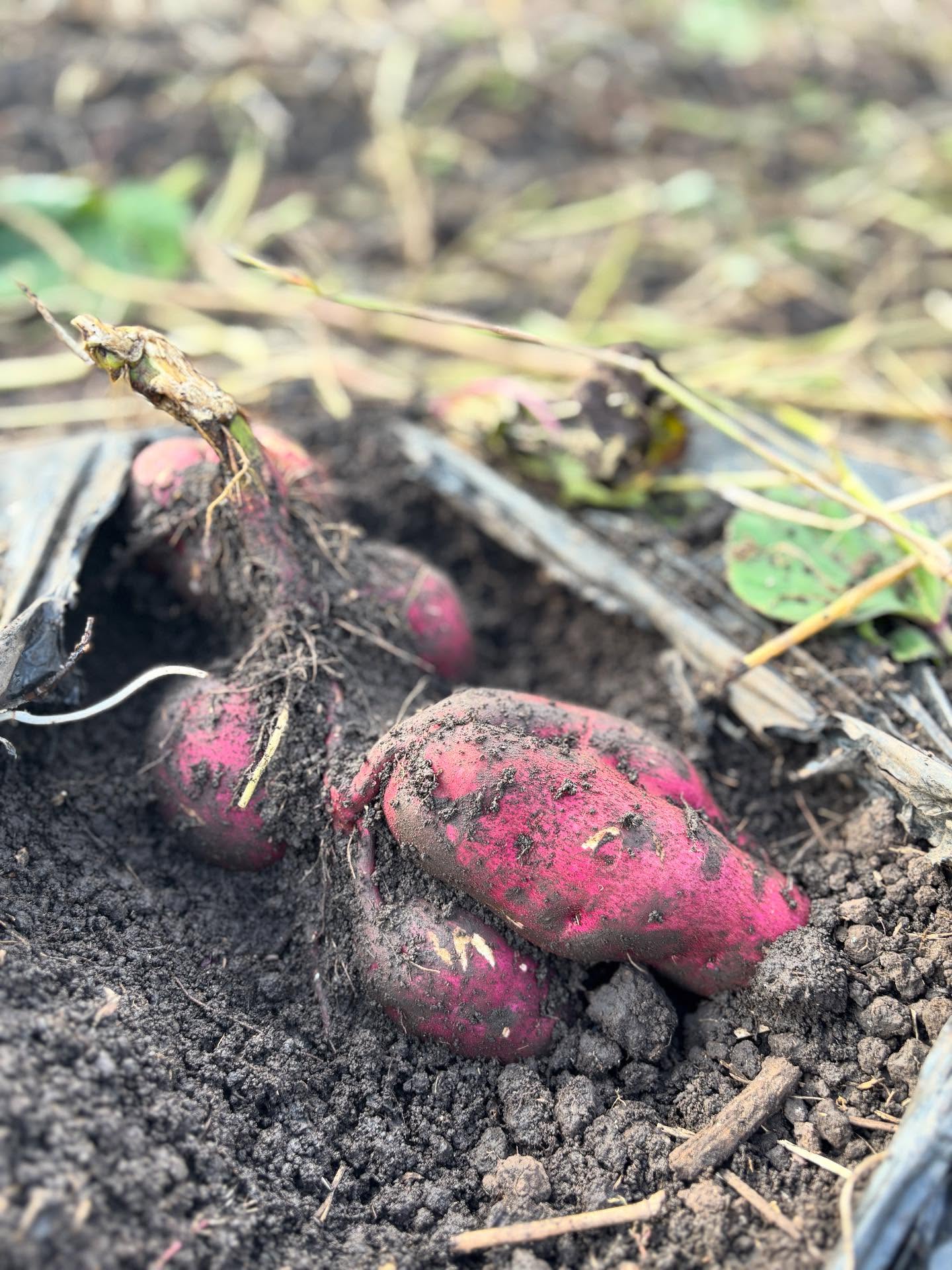 ルーラグランソラシタです秋の食材の一つ「サツマイモ」!<br />
ルーラグランソラシタでサツマイモ体験してみませんか!<br />
期間:10/13~無くなり次第終了参加費:無料参加ご希望の方はチェックイン当日フロントにてお声がけ下さい長靴・軍手は貸出いたします収穫したサツマイモは当日アルミホイルに包んで焚き火やBBQコンロで焼き芋にして頂くのがオススメです!<br />
️思い出作りの一つにいかがですか?<br />
#ruralglamsolasita #ルーラグランソラシタ #グランピングキャンプ #山形グランピング #米沢グランピング #東北グランピング #グランピングbbq #グランピング施設 #ペット宿泊可 #グランピングおすすめ #ファミリーグランピング #ドームテント #日帰りキャンプ #日帰りbbq #キャンプ体験 #米沢牛 #オールインクルーシブ #思い出 #山形県 #米沢市 #高畠町 #山形旅行 #米沢旅行 #子連れ旅行 #愛犬と旅行 #田園風景 #さつまいも料理 #さつまいも収穫 #サツマイモ #野菜収穫体験