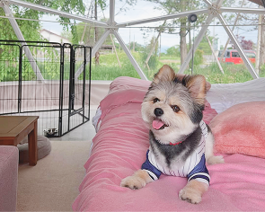 愛犬と一緒にご宿泊
