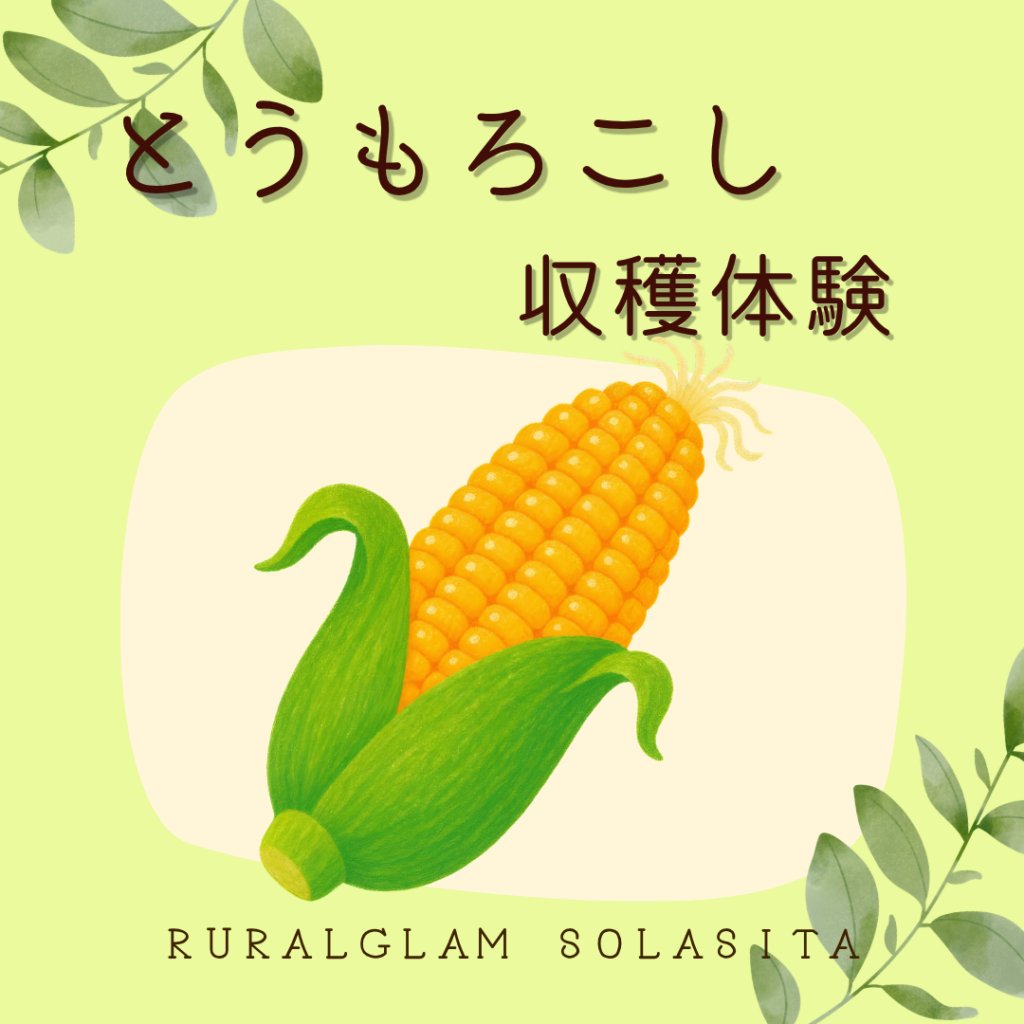 とうもろこし収穫体験