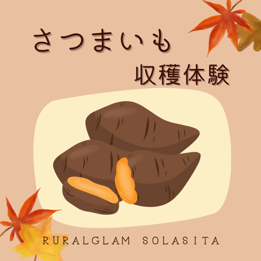 さつまいも収穫体験